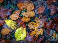 Diverses Herbstlaub bedeckt den Waldboden